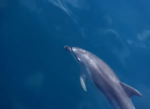 Delfintouren auf Madeira