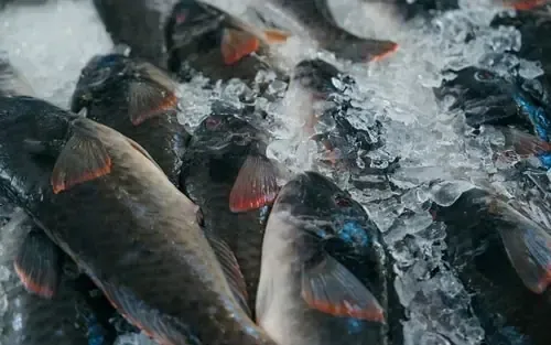 Frischer Fisch auf dem Markt in Funchal