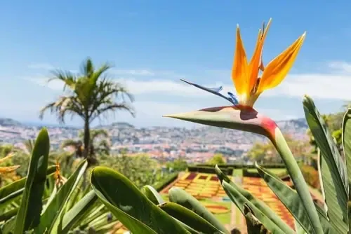 Paradiesvogelblume im Botanischen Garten von Funchal