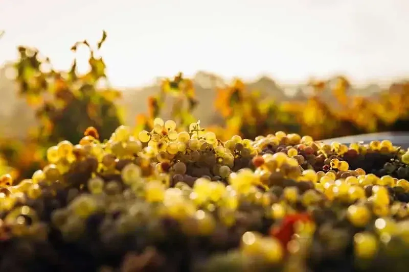 Weinberge auf Terrassen über dem Meer auf Madeira