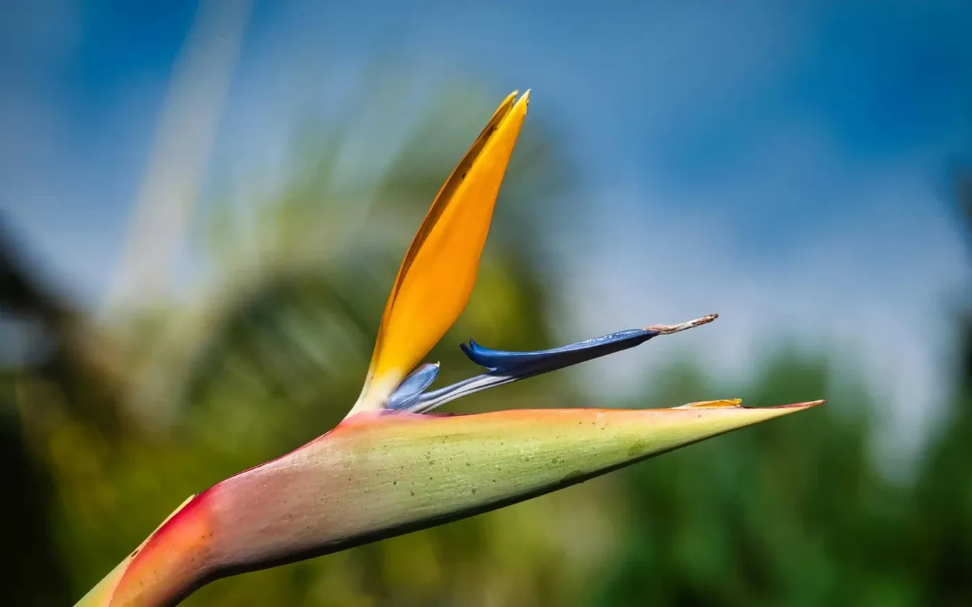 Blühende Paradiesvogelblumen im Botanischen Garten von Funchal