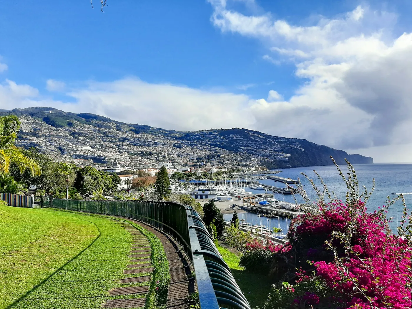 Blick über die Bucht von Funchal mit blühenden Bougainvilleen