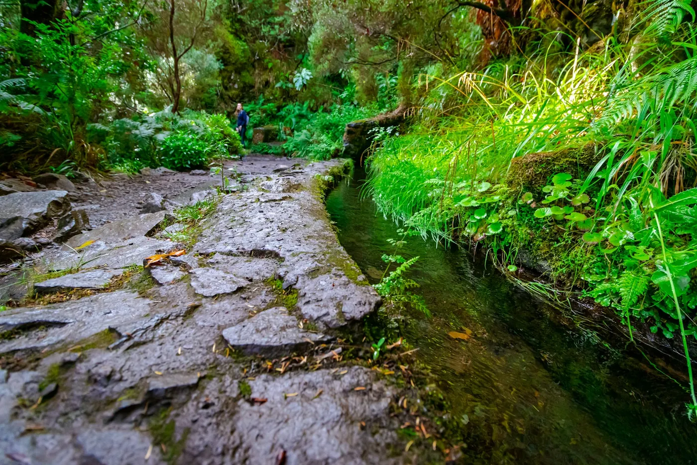 Wanderweg entlang einer Levada im grünen Wald auf Madeira