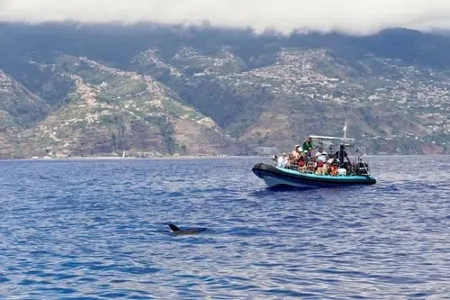 Schnellboot mit Gästen bei der Delfinbeobachtung vor Madeira