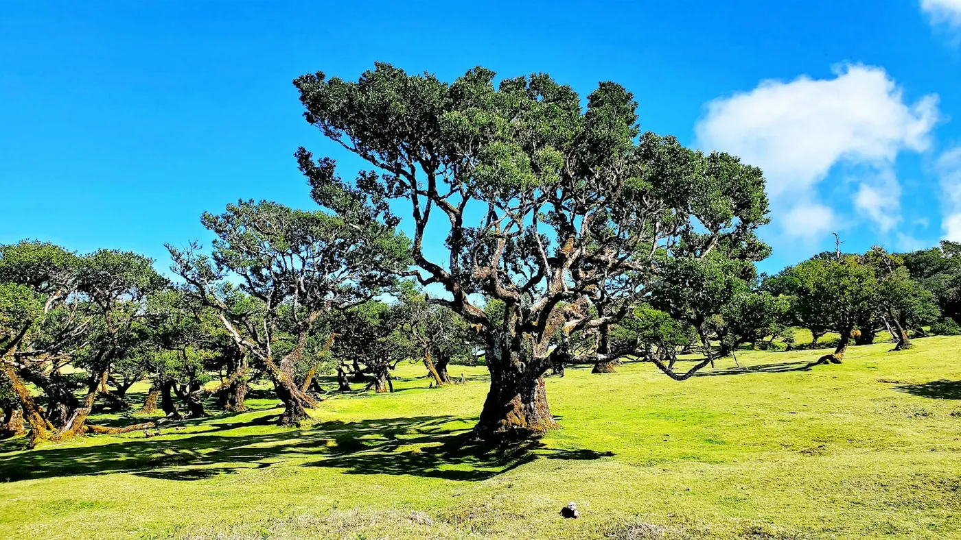 Alte Lorbeerbäume im Fanal-Wald auf der Hochebene