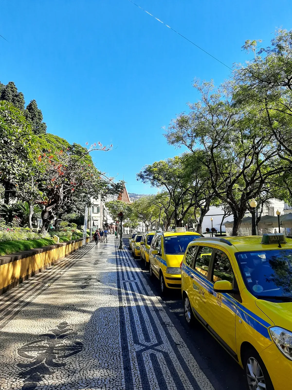 Allee mit Pflastermosaik und gelben Taxis in Funchal
