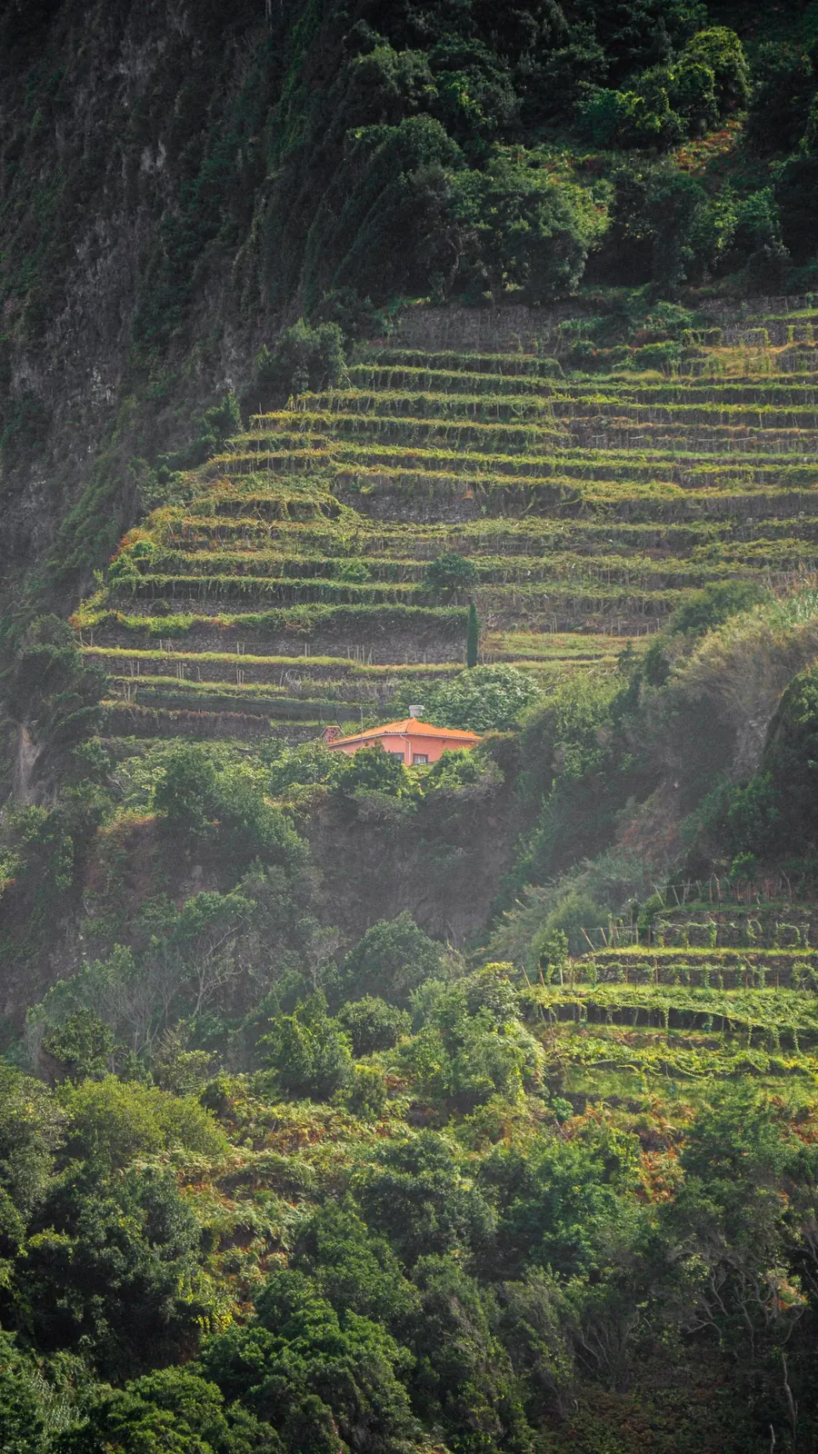 Weinbauterrassen an einem steilen Hang auf Madeira