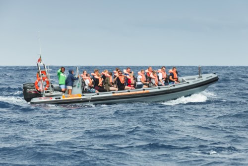 Walbeobachtungstour Madeira im Schnellboot